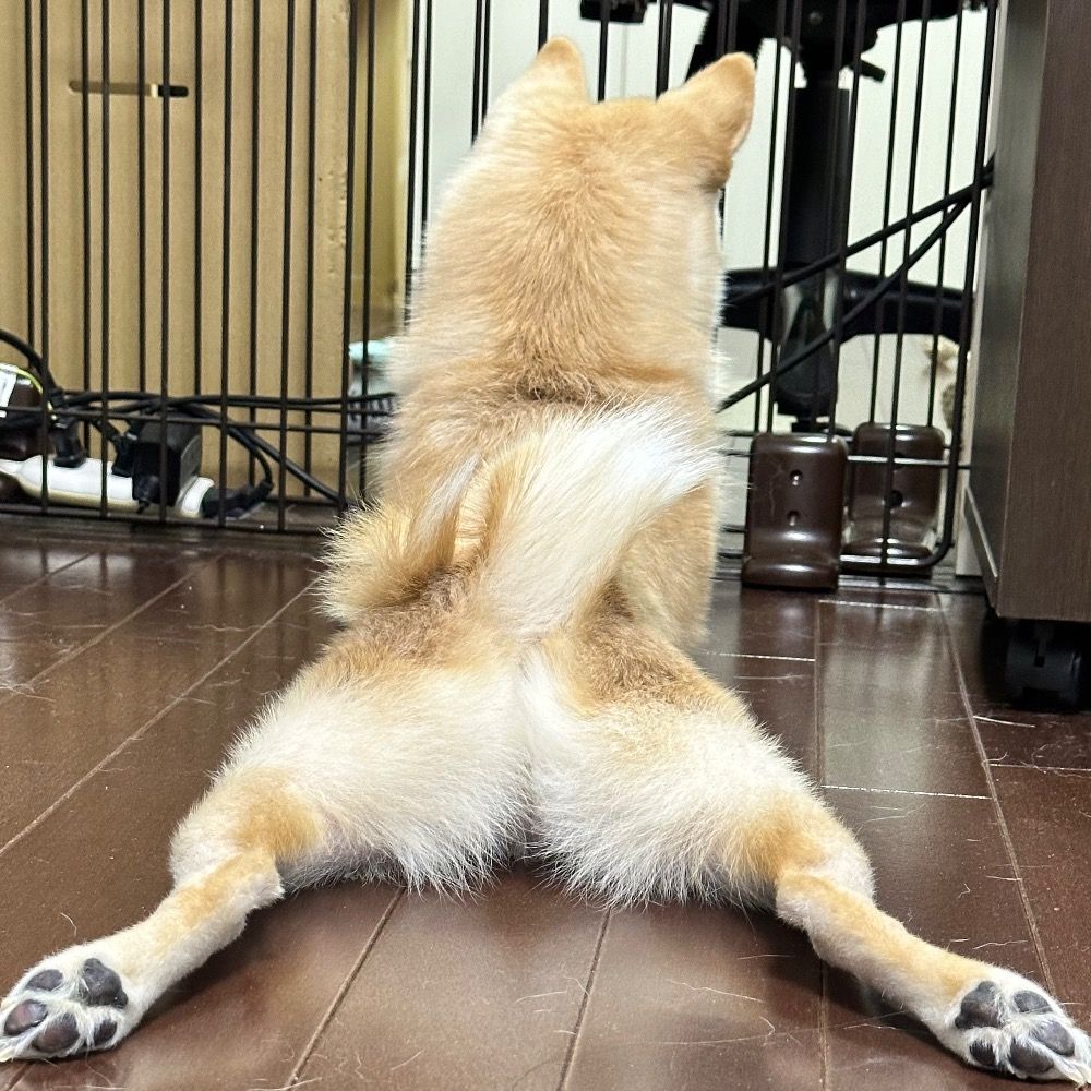 ポメ柴こまち
