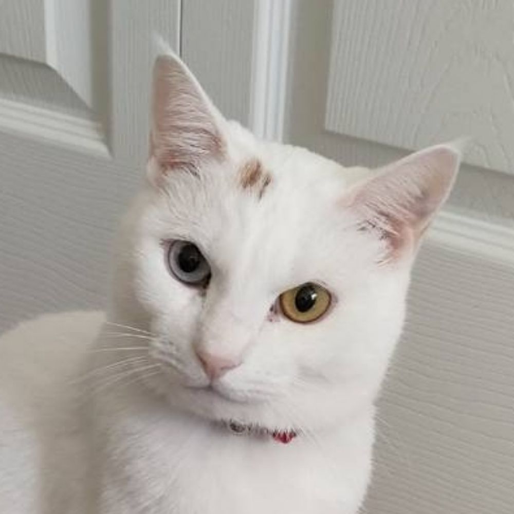 かのん