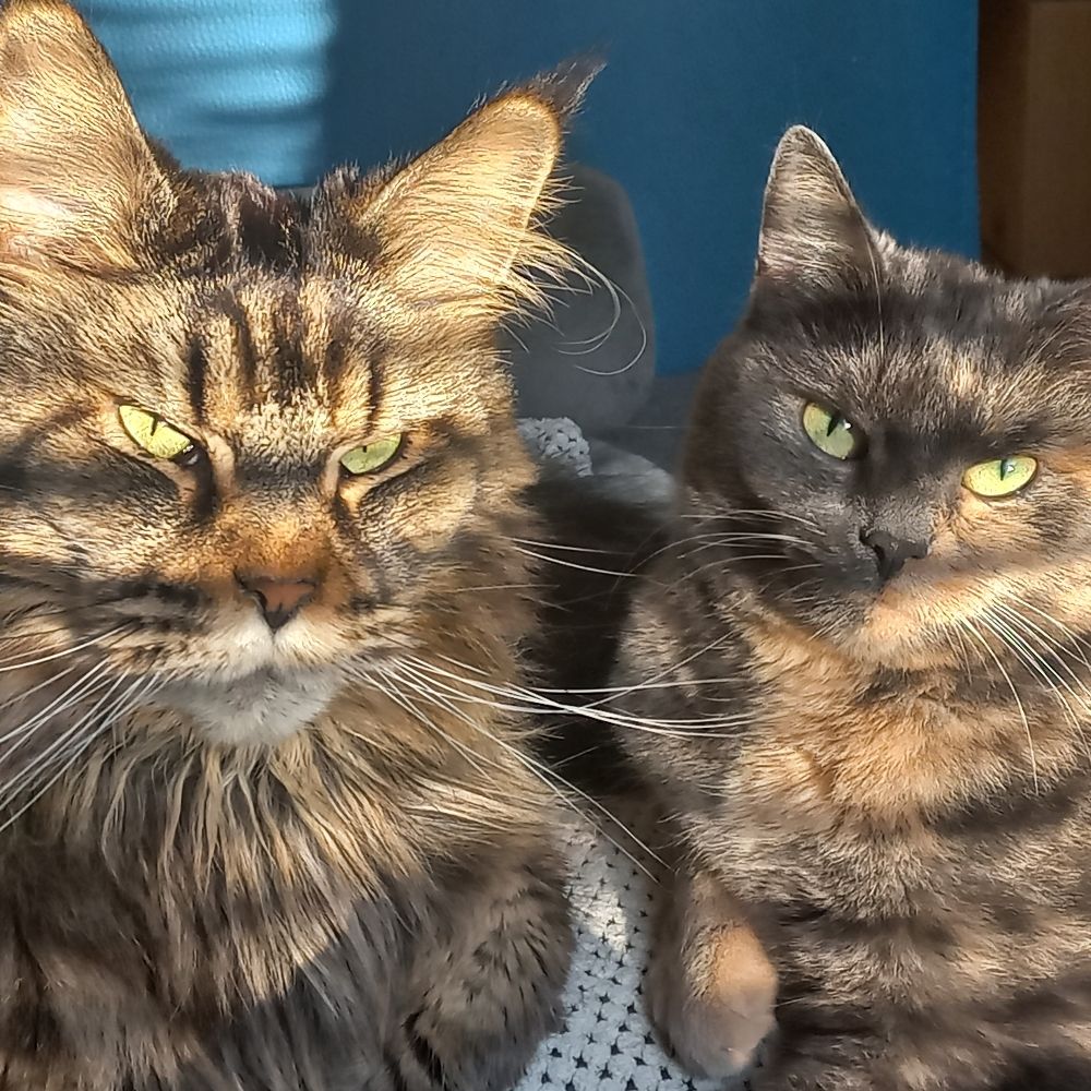 Kattenkopje