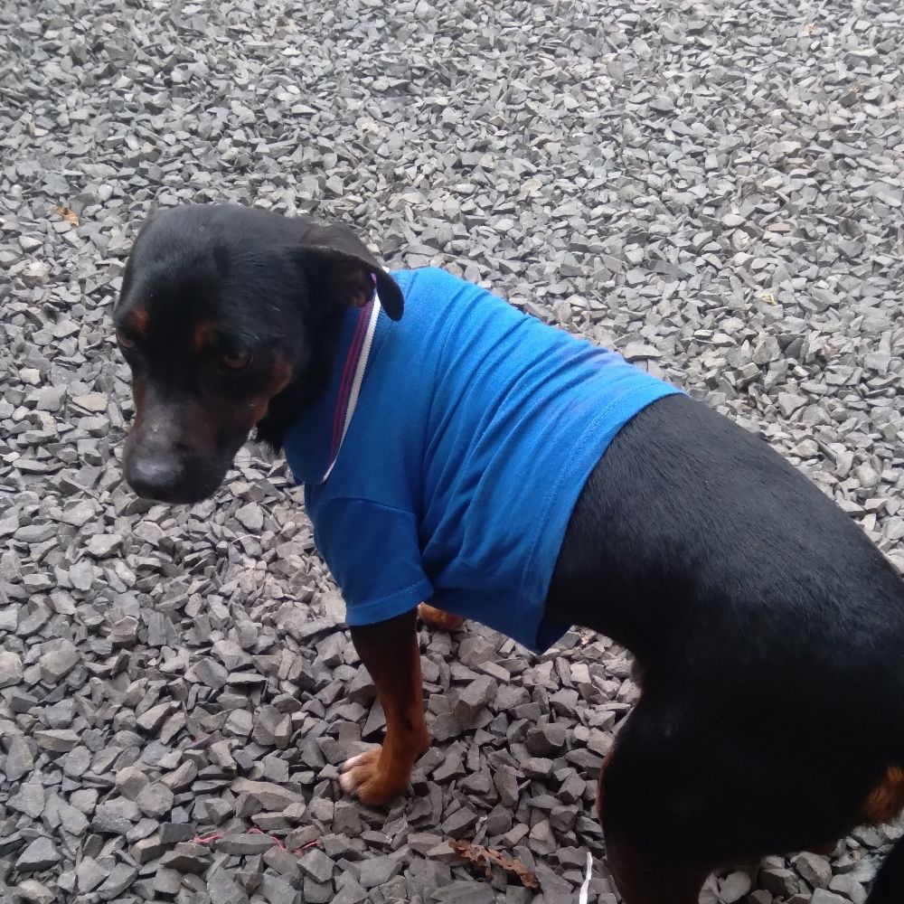 Cachorro de camiseta azul