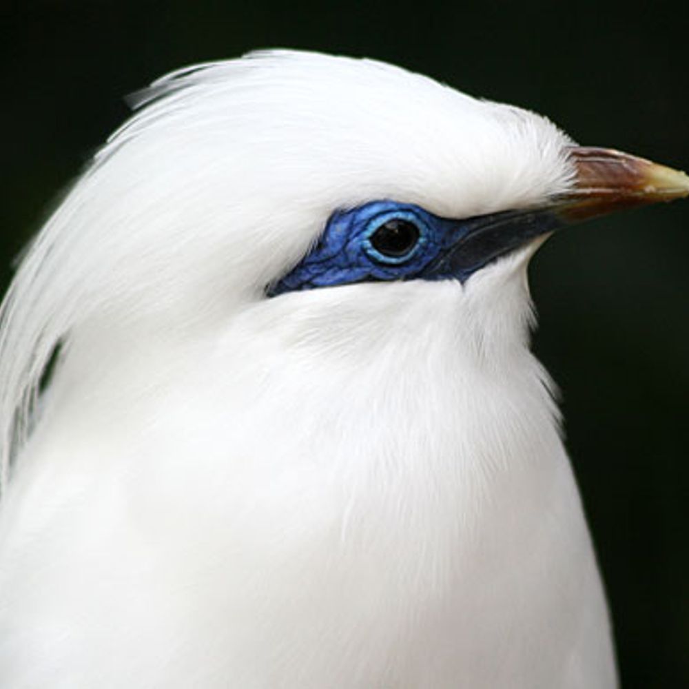 鳥類🕊️🎋