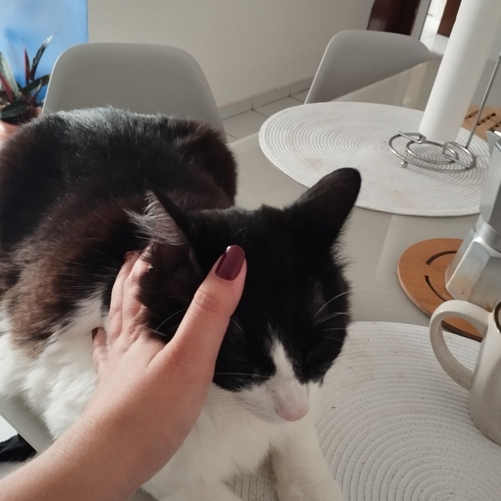 Crazy cat lady