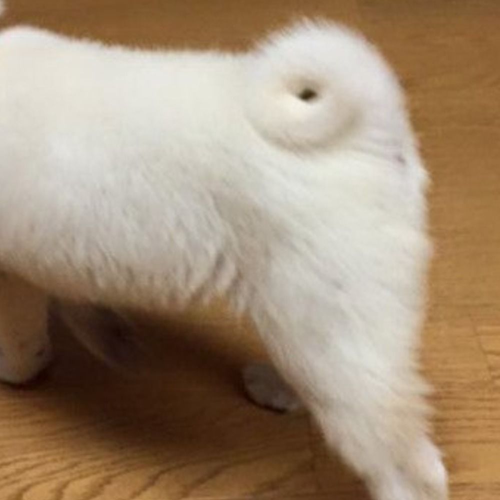 イヌダ
