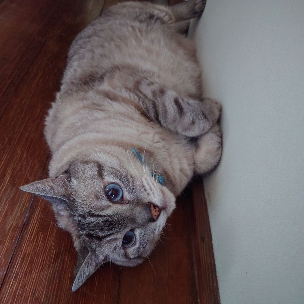 N🐈️D