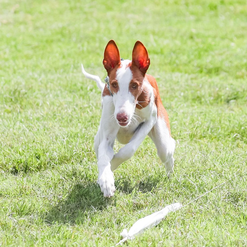 Nahala Sighthounds 