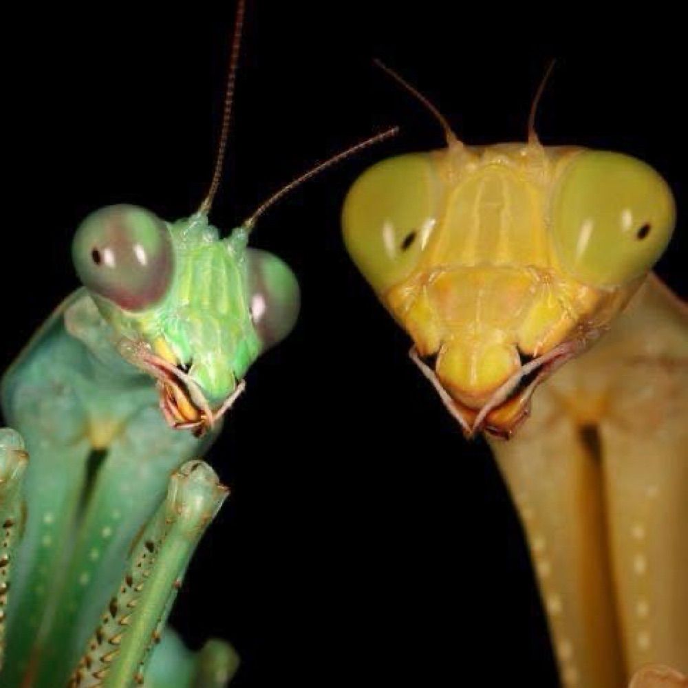 S. Entomologists 