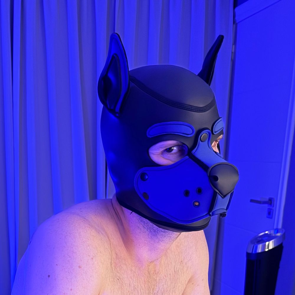 Pup Aeron 🔜 Antwerp Pride, Folsom Berlin