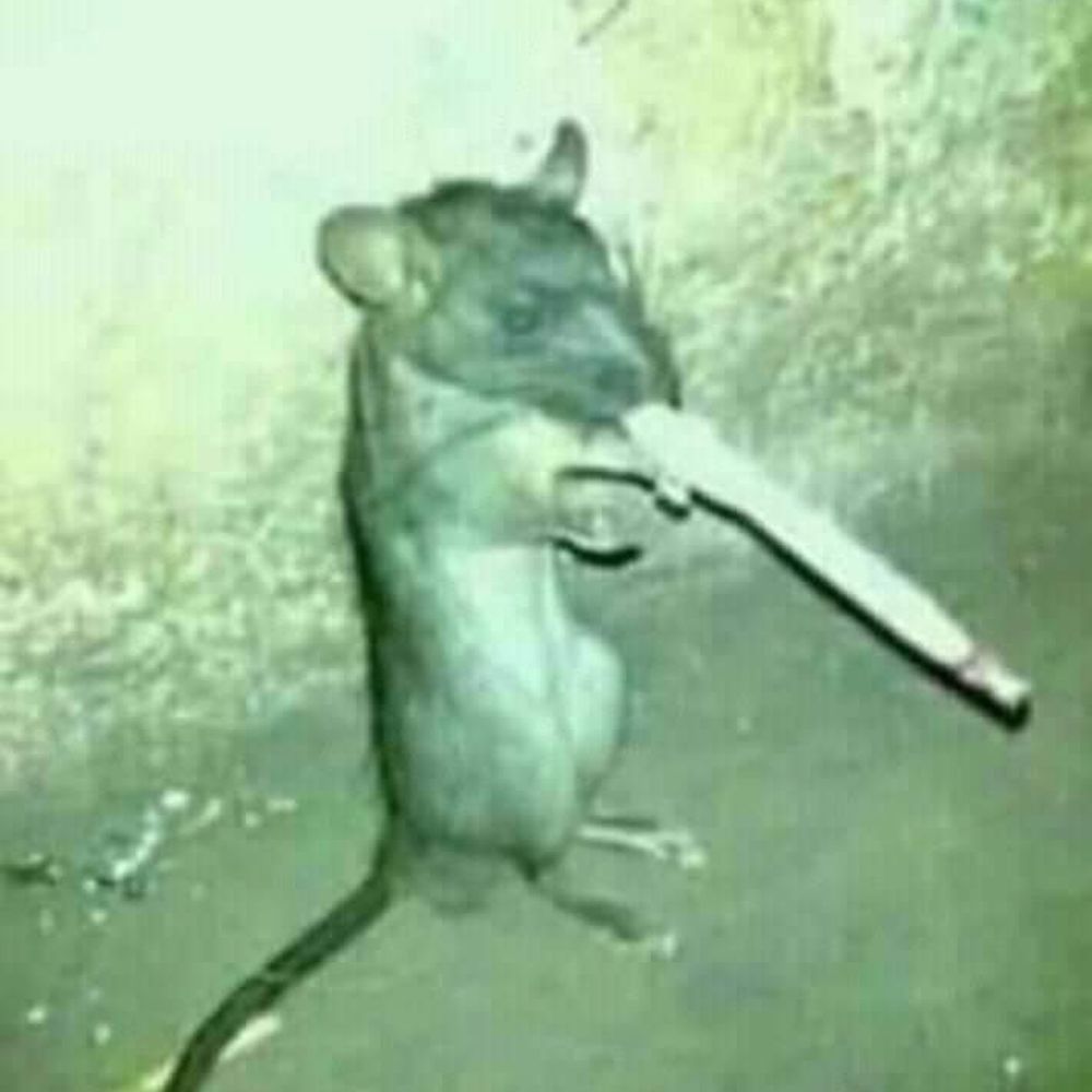 Rato Maconha