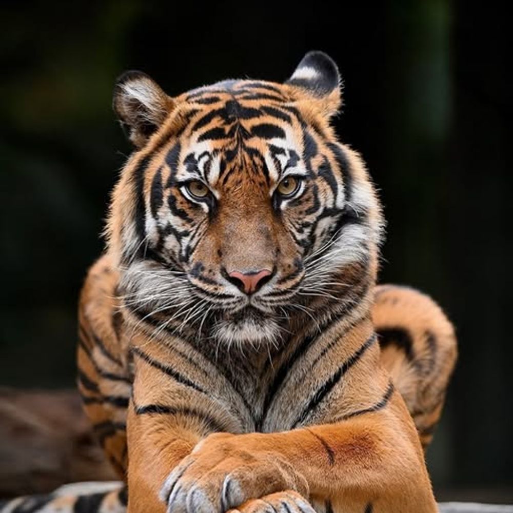 Tony the Judgmental Tiger