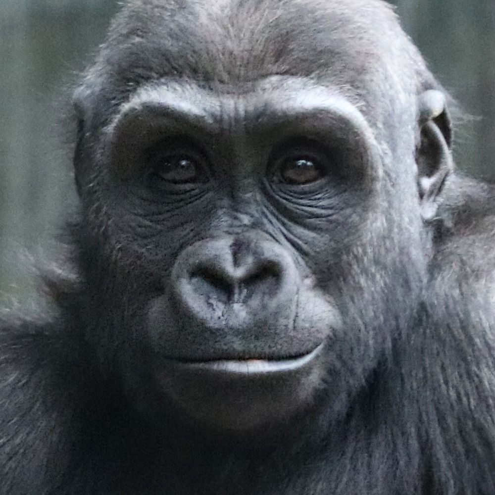 FranklinParkZoo