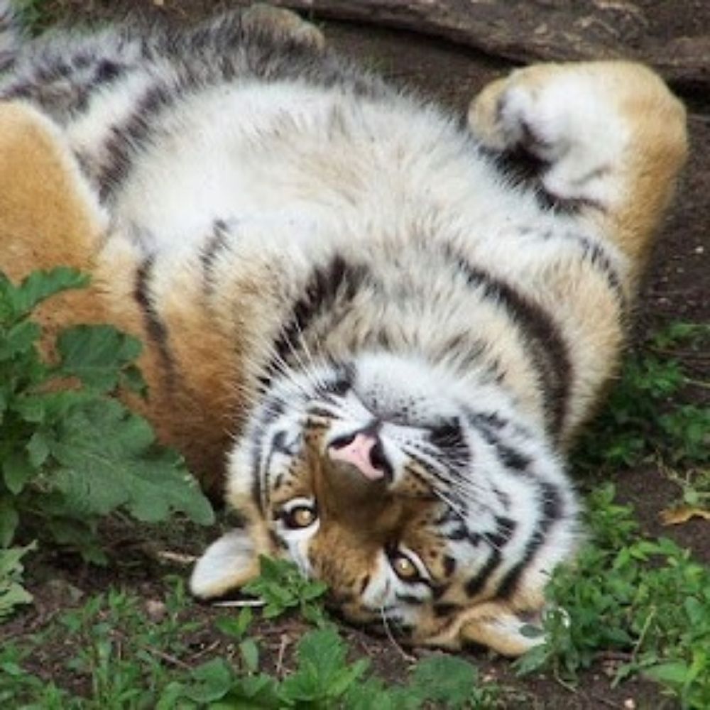 IgnasAilurus