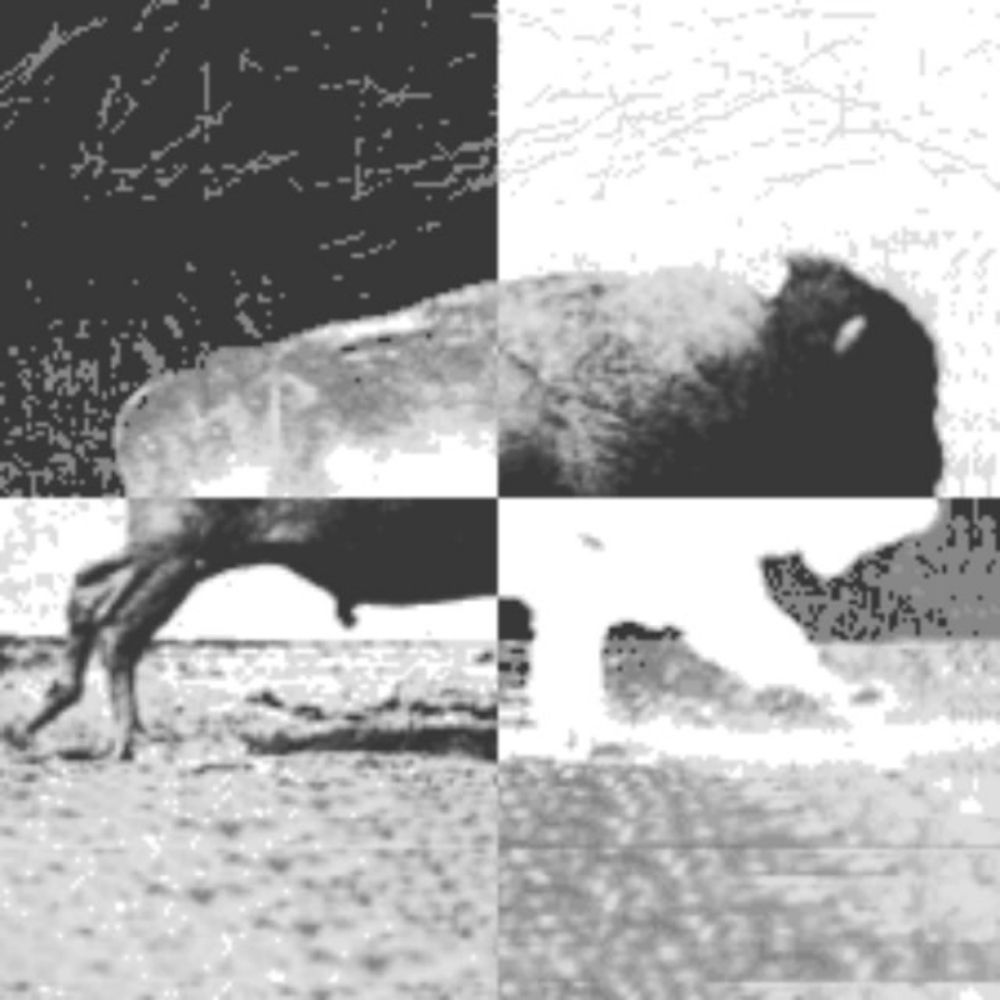 Dixon Bison