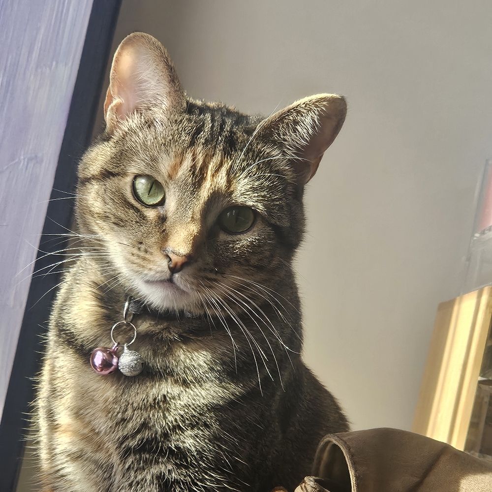 Paws Not Claws
