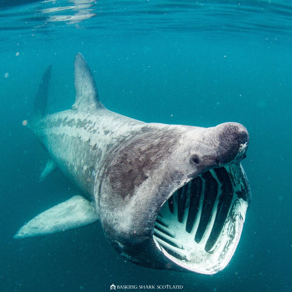 Basking Shark Scotland