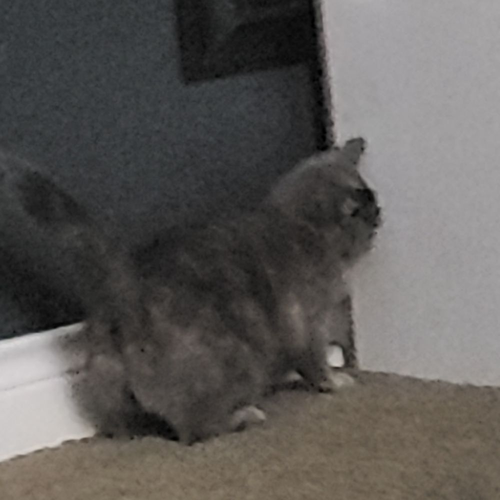 Carrot