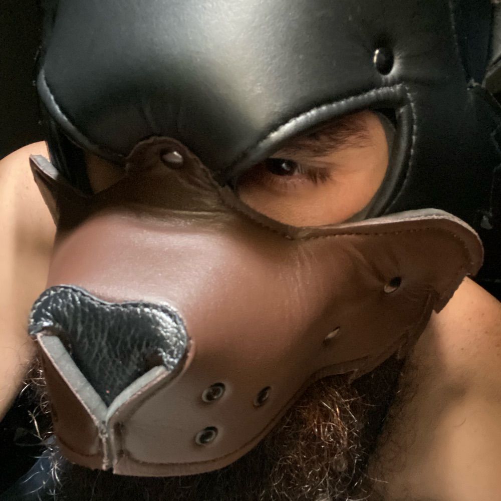 PIGDOG