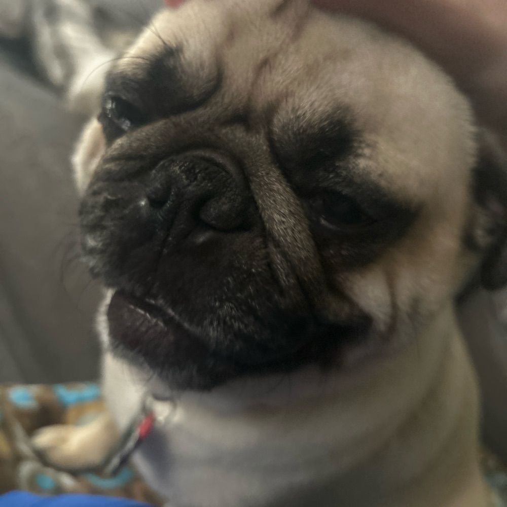 pugunderarug