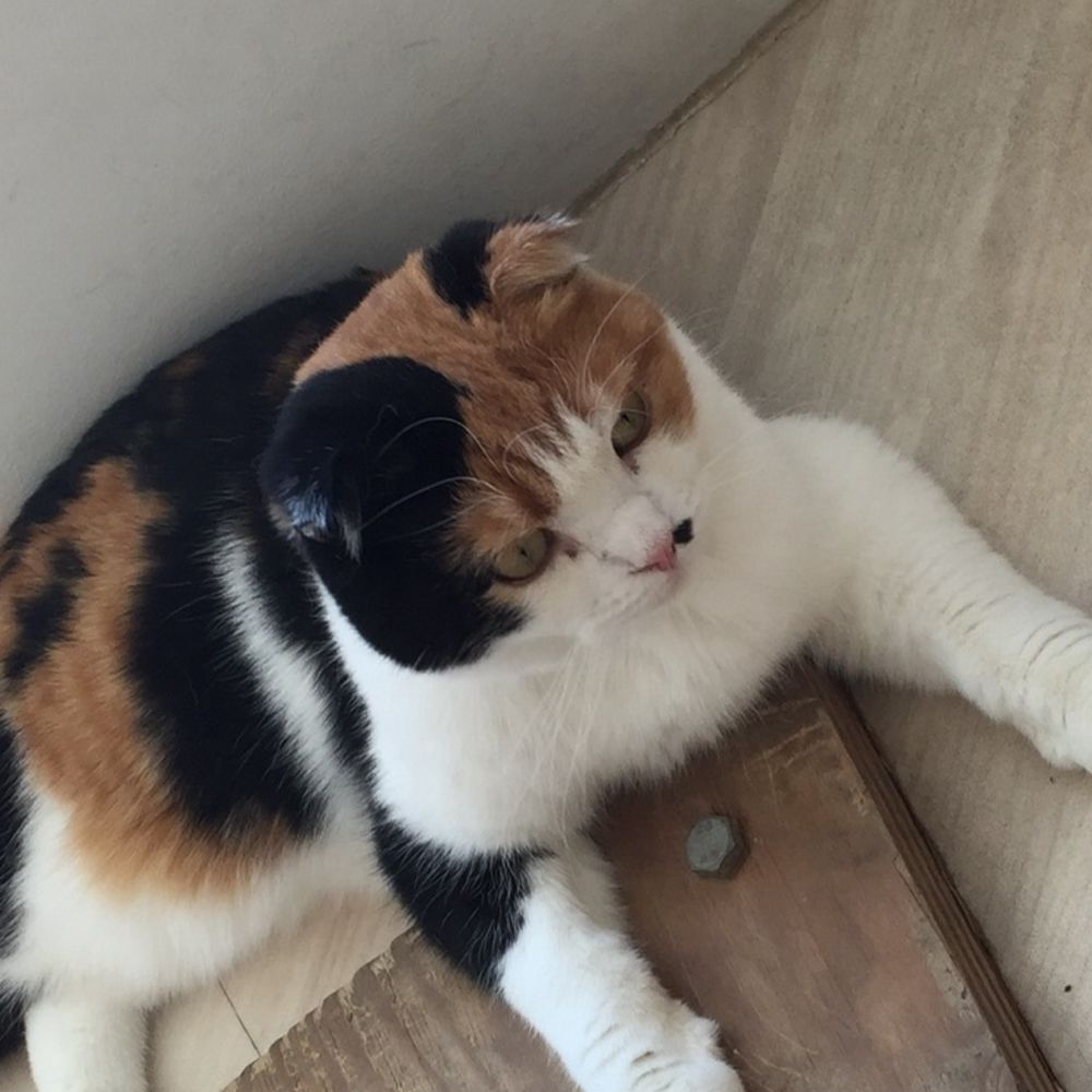 ウニャ美