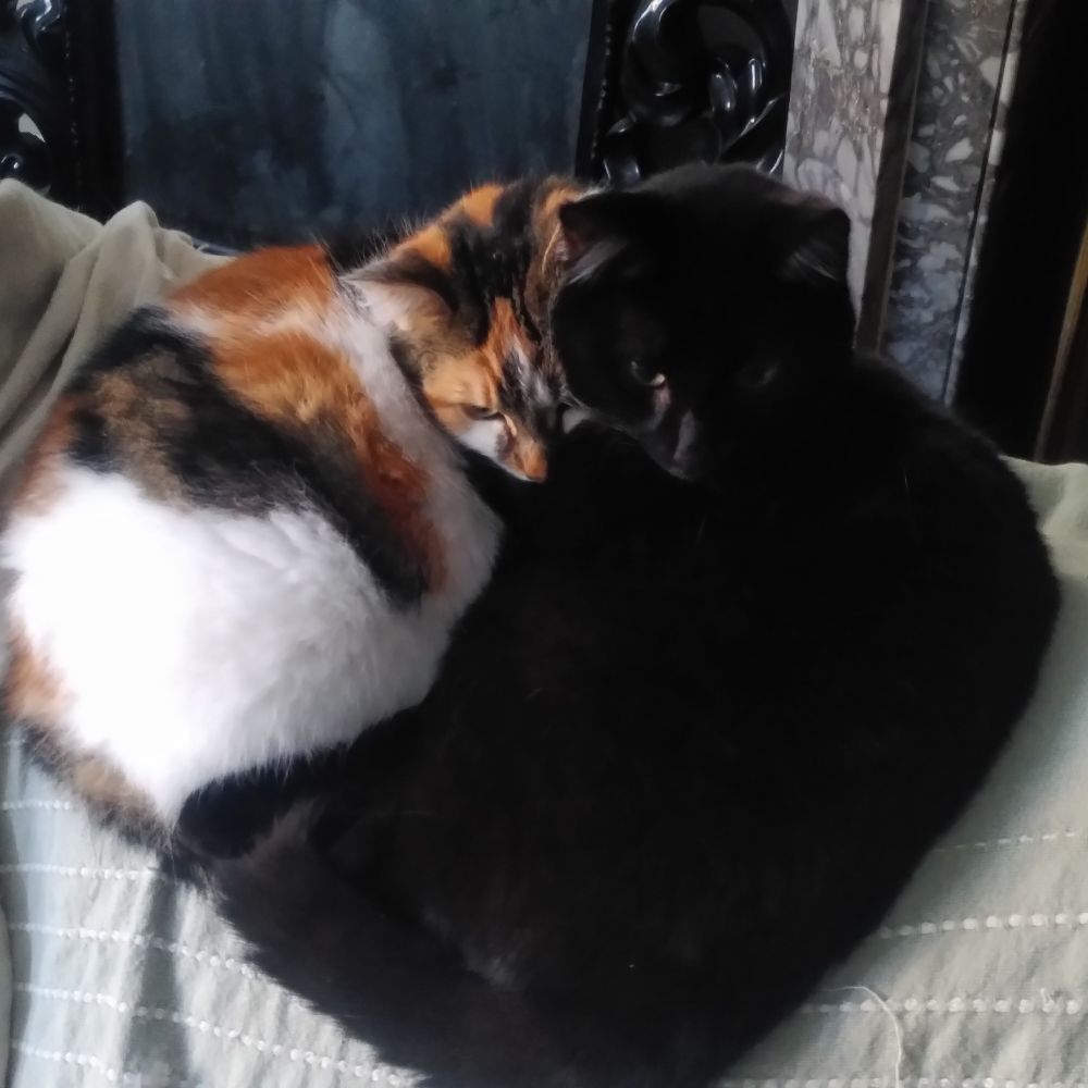 Plume et Orphan