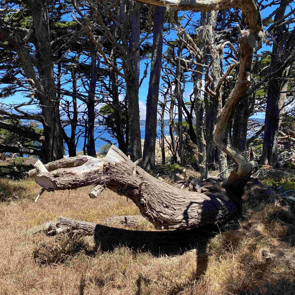 Wrath Bearing Tree