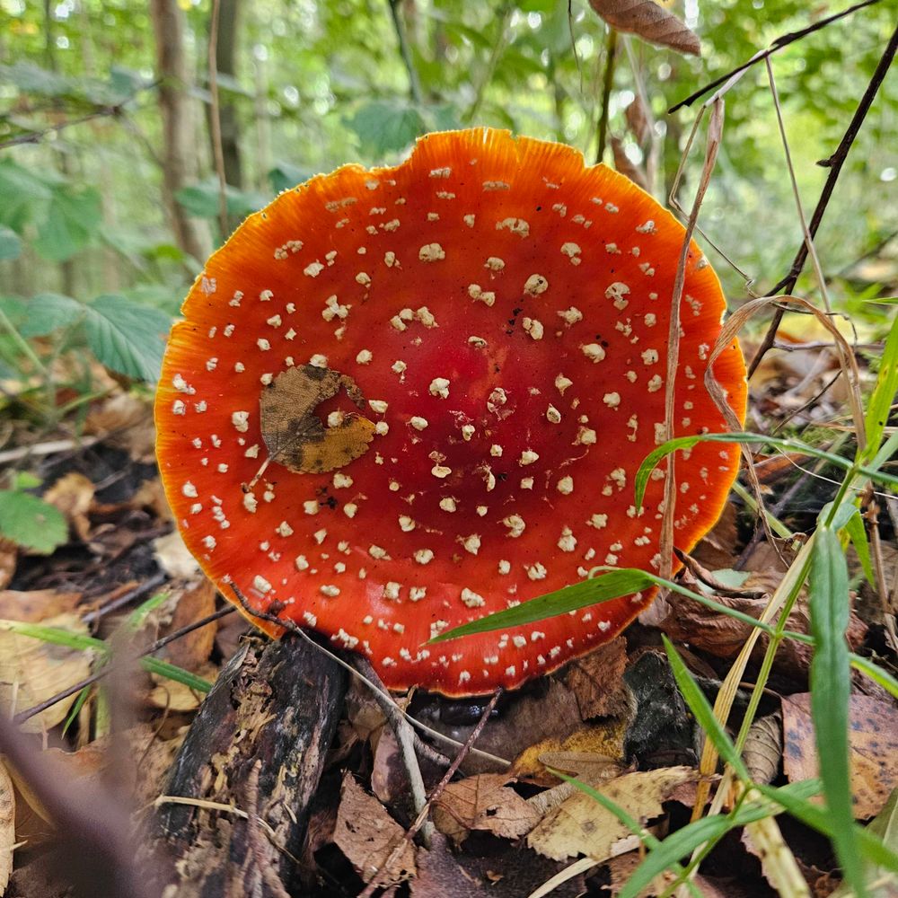 Stehlaufmännchen