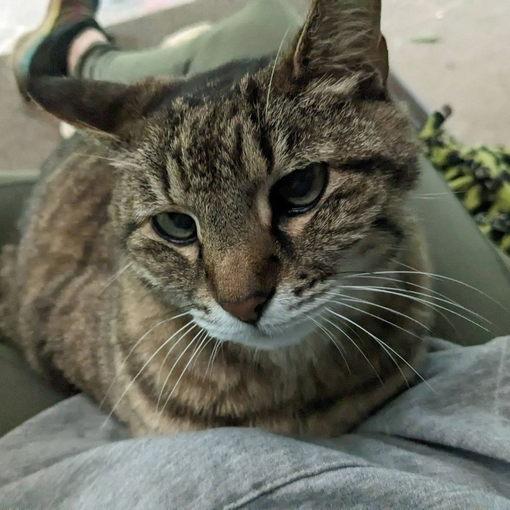 Moody Feline