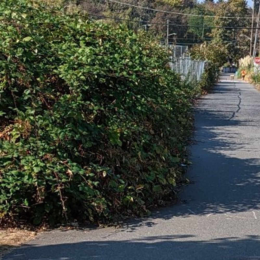 Seattle Street Fixers