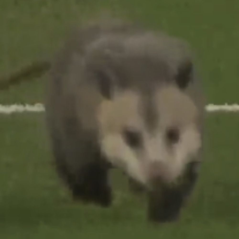 Possum Pics & Memes