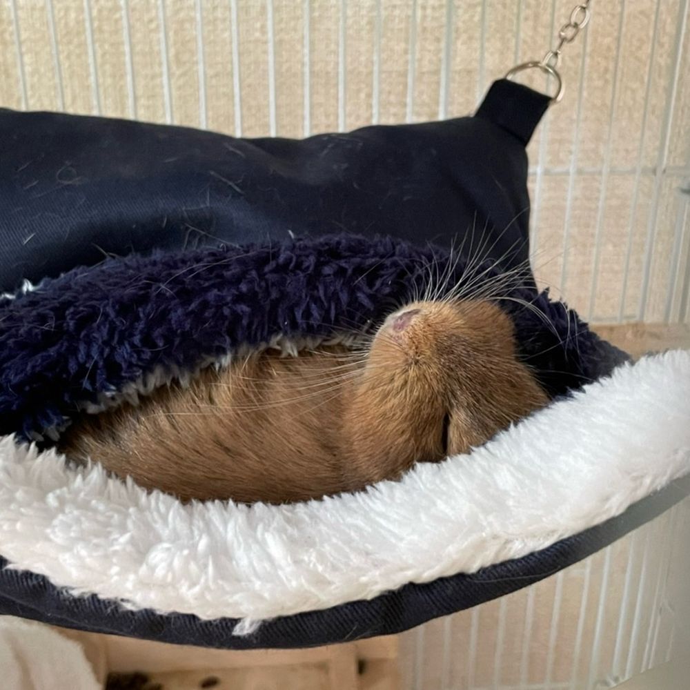 きなこもち
