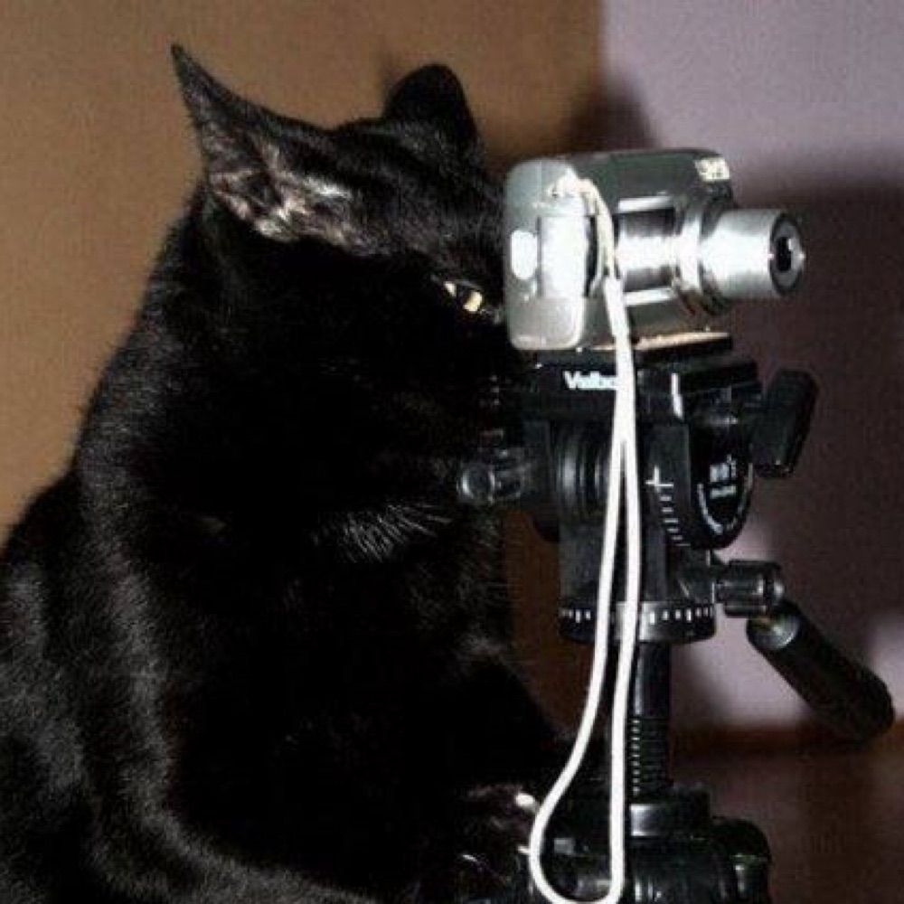 brandnewkitty para os intimos