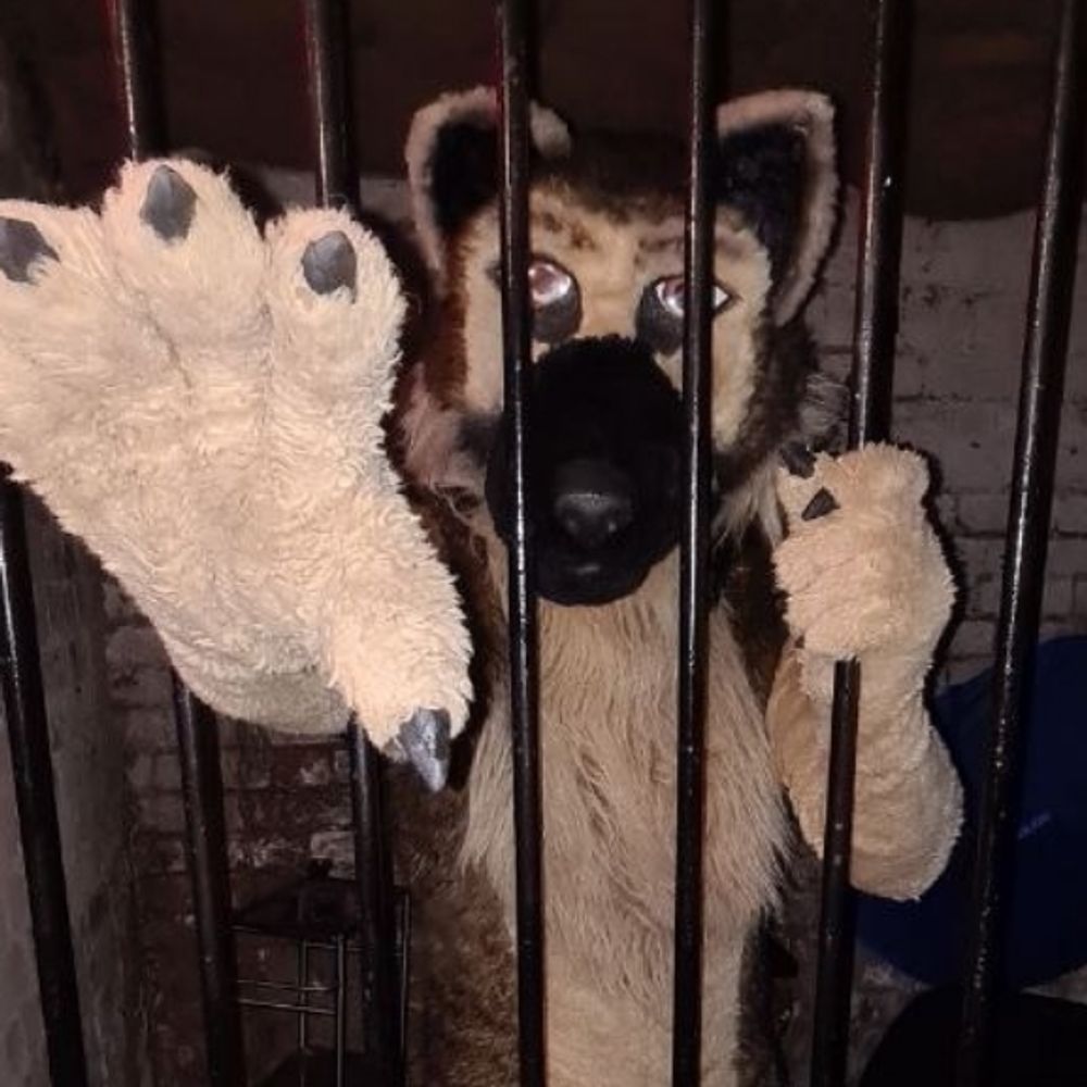 Pup Scout - Shep