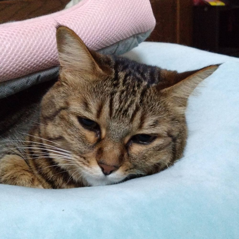 はち