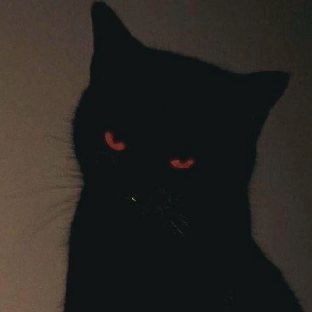 Luci