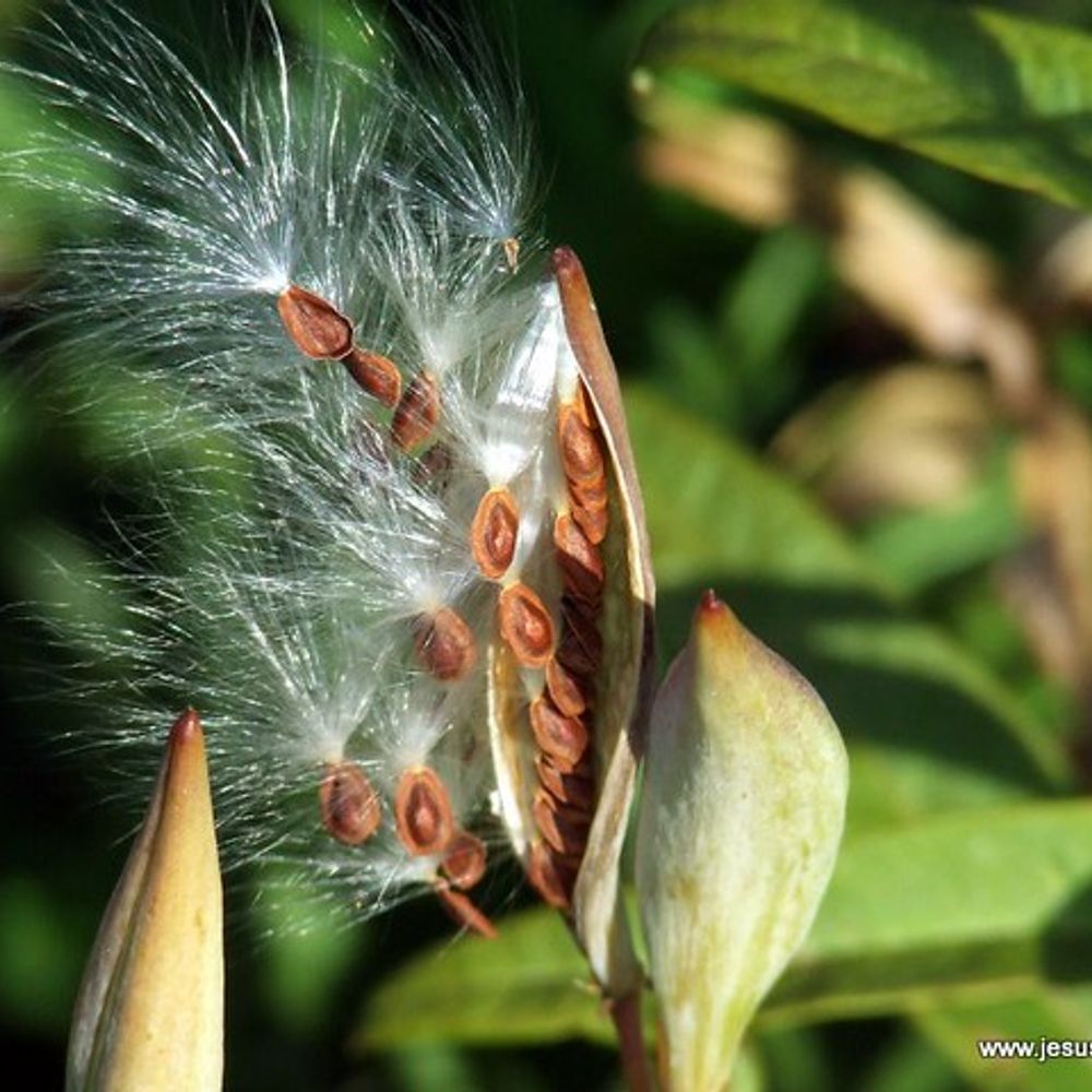 thejesusbranch.bsky.social