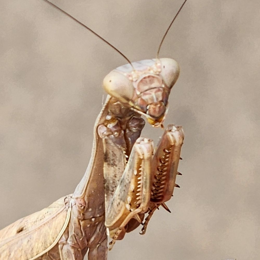Bug Pix