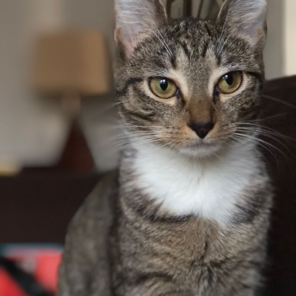KitKat