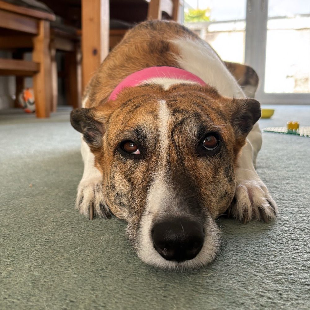 Luna the lovely lurcher