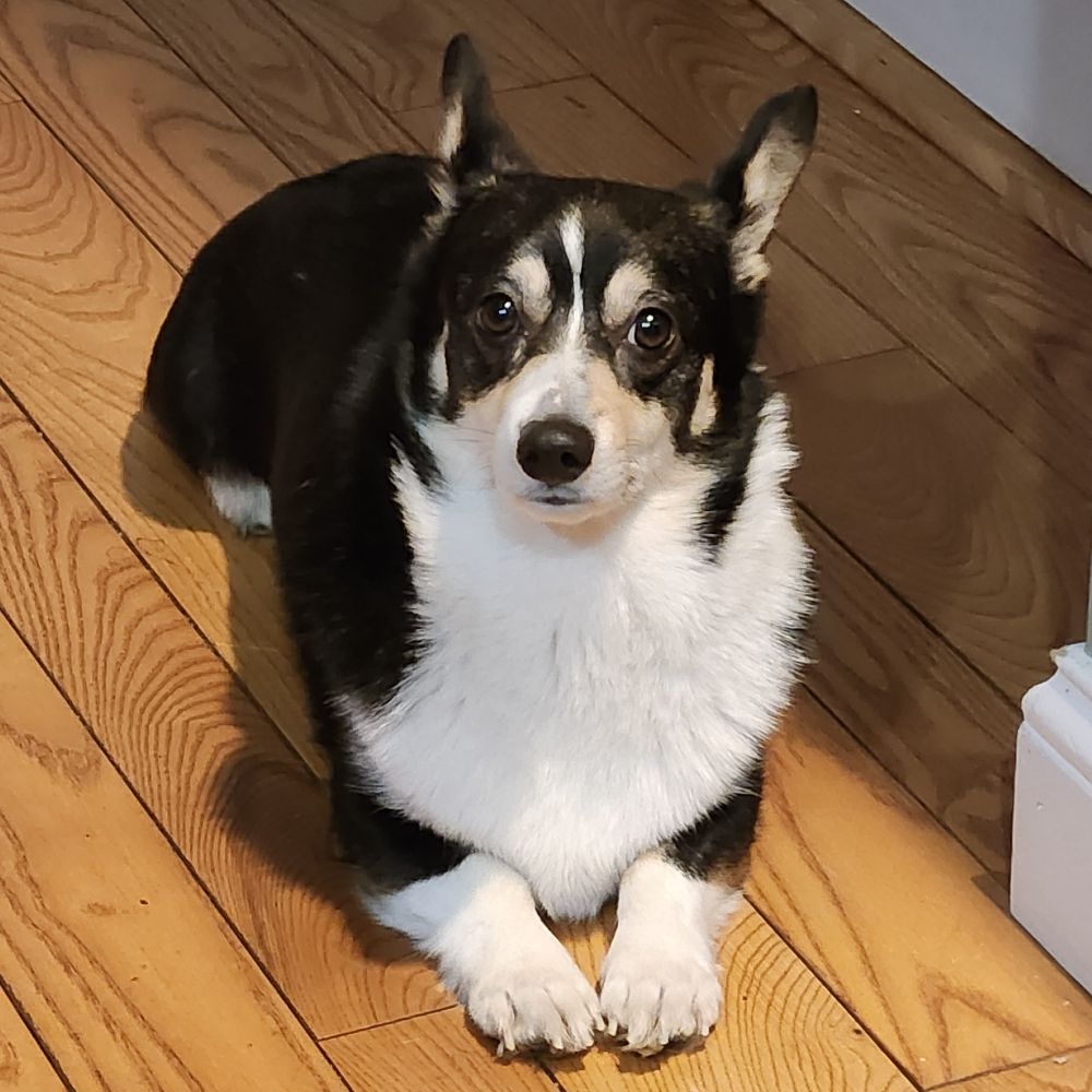 Loki: Dog of Mischief