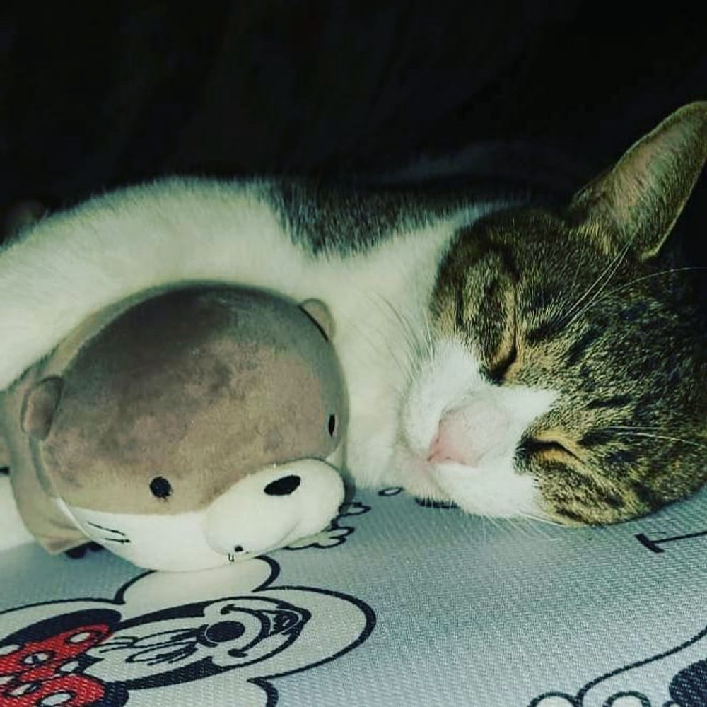 こえだ