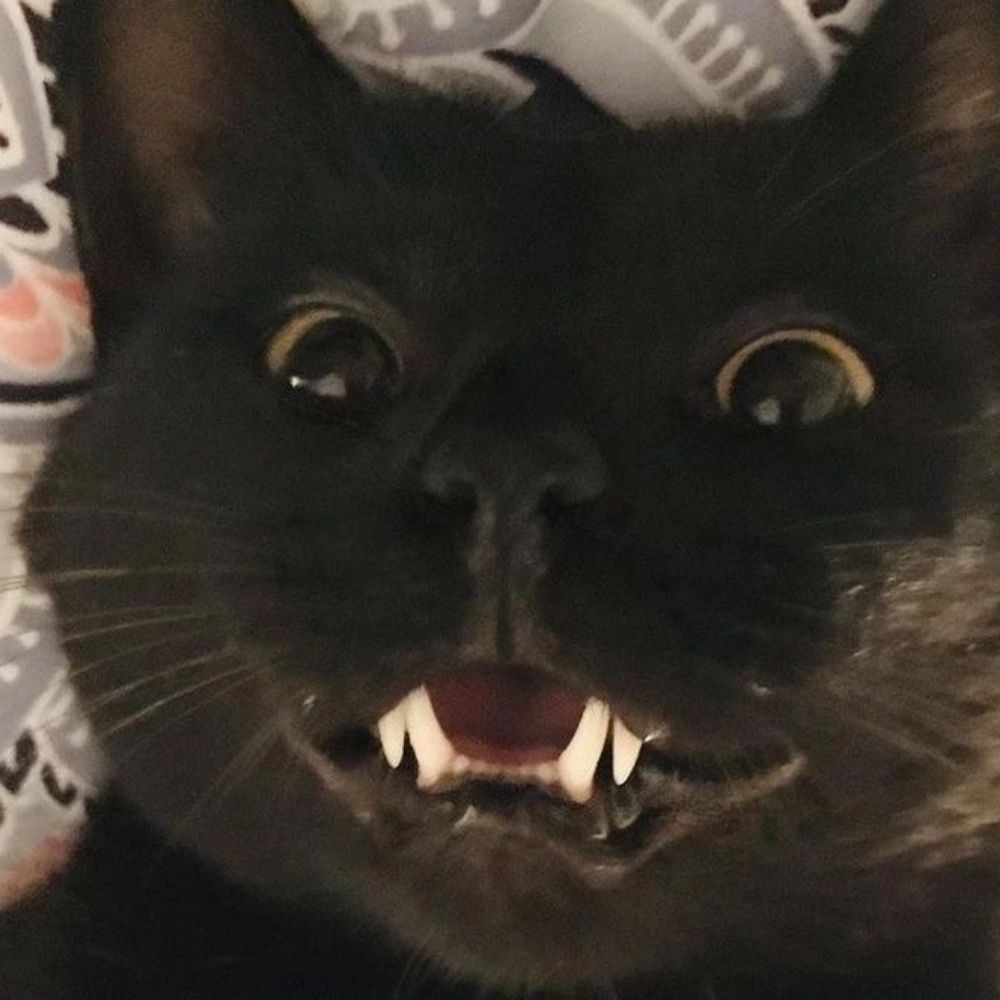 AzCat
