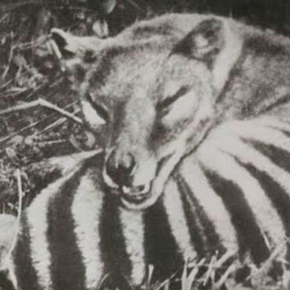 gay thylacine
