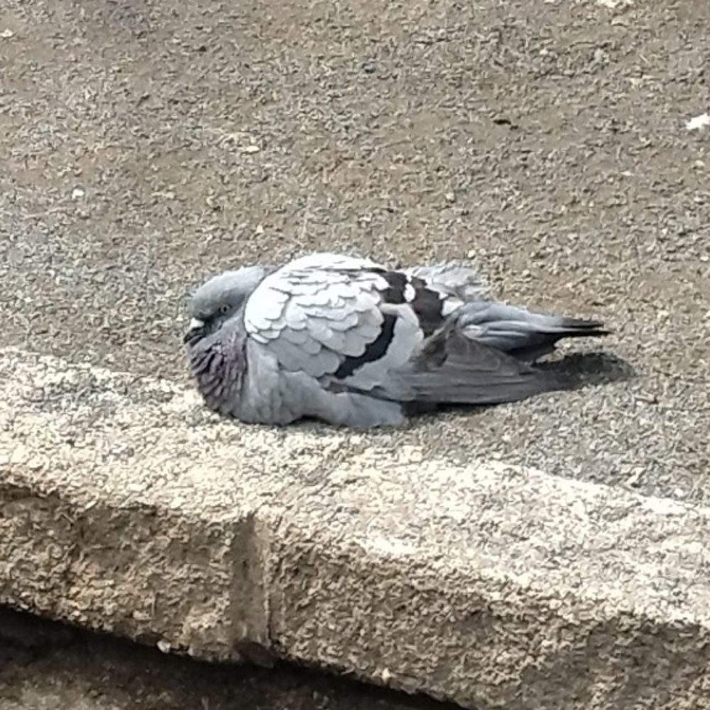はとこ