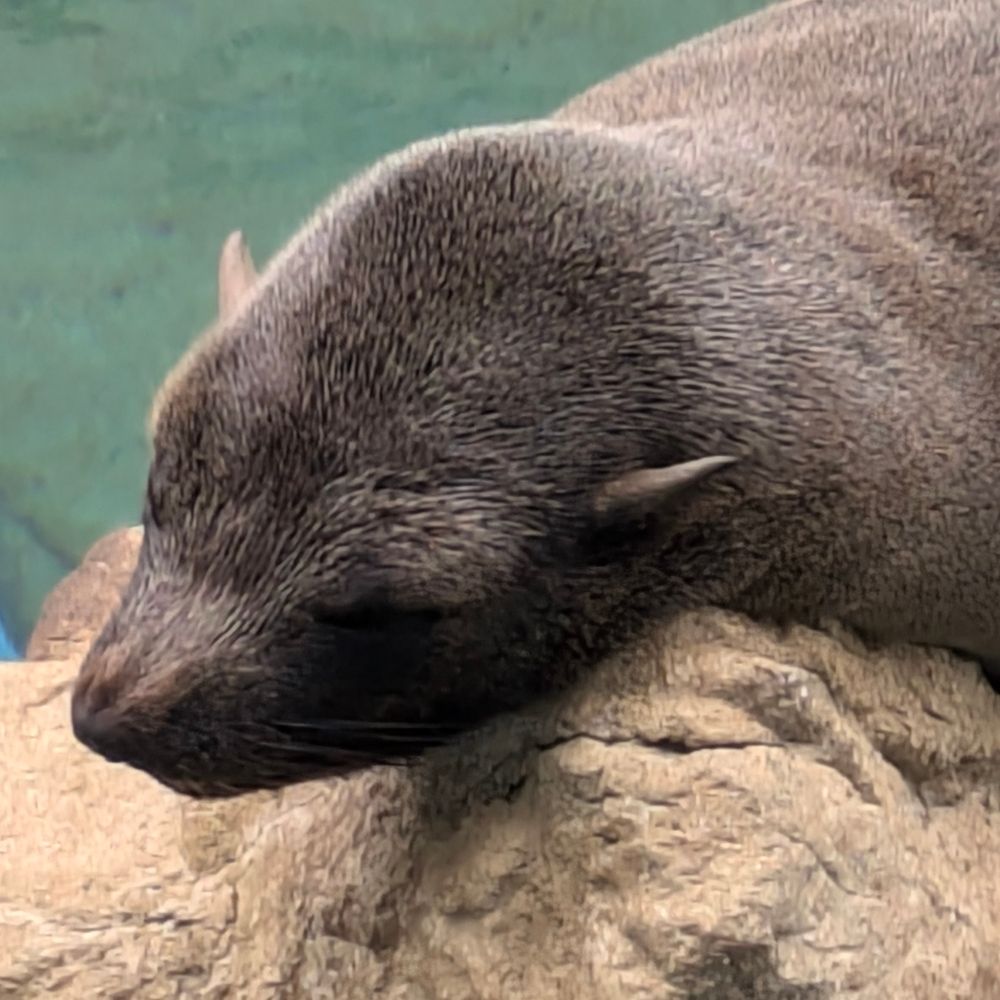 れくす