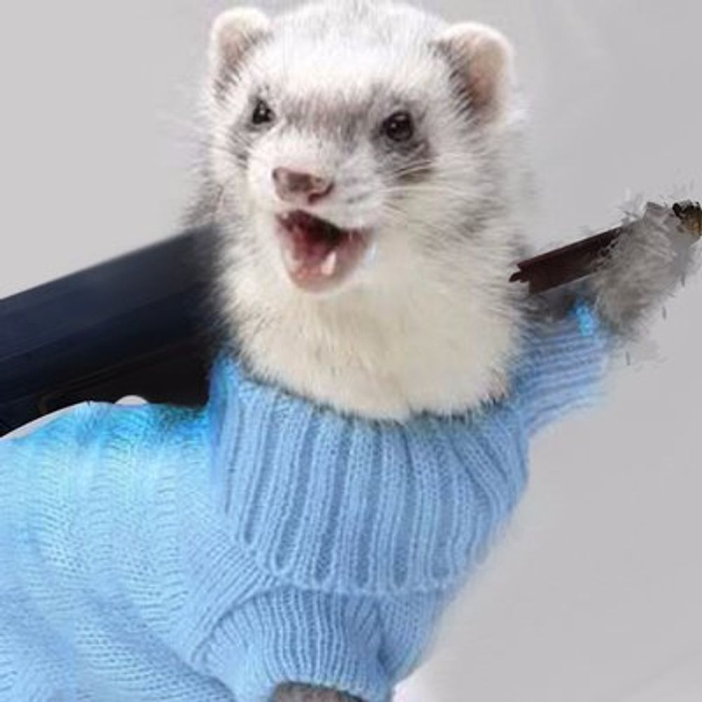  Arctic the Doodle Noodle