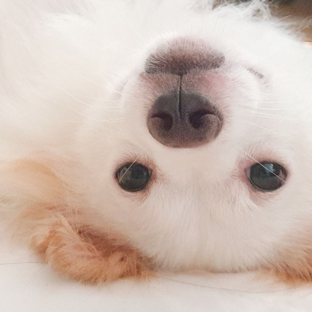 리