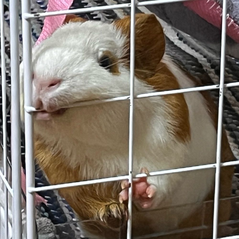 chashijiu