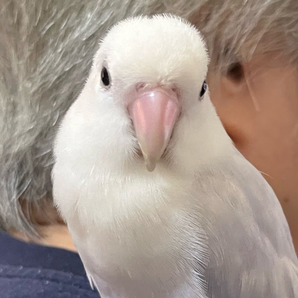 Binko🍀