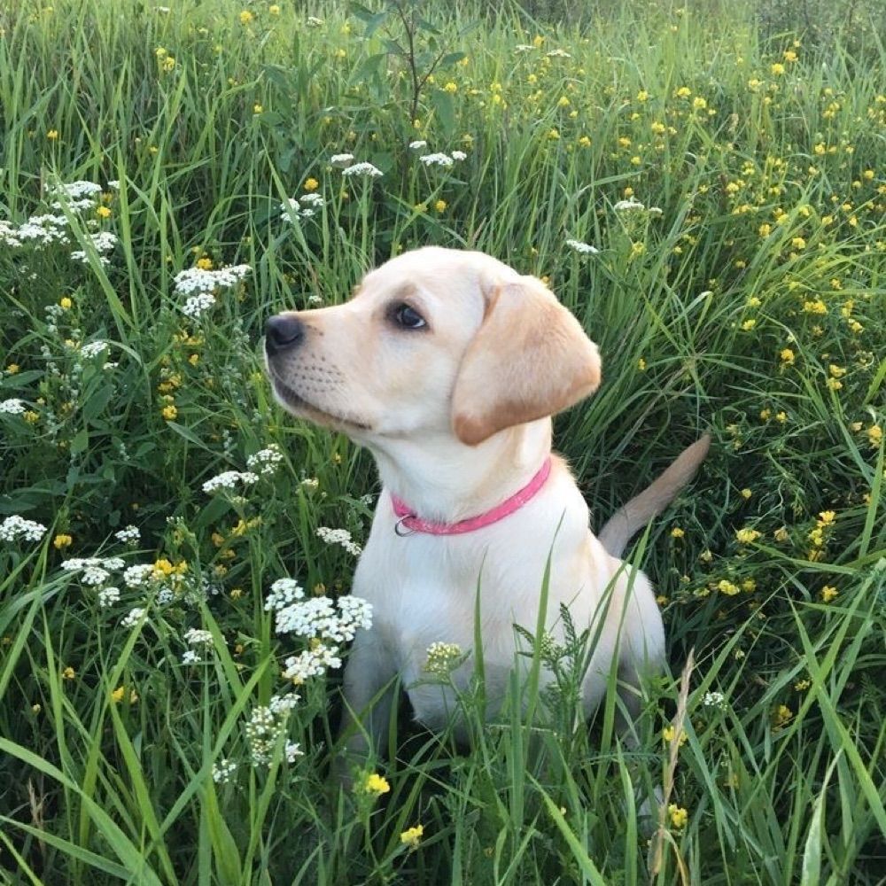 ||~🐾Ollie🐾~||