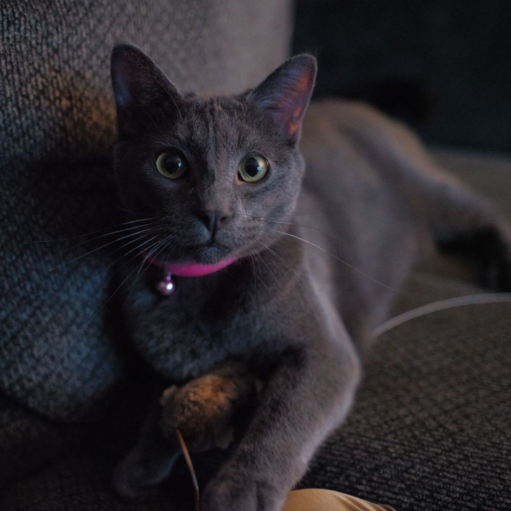 Ella