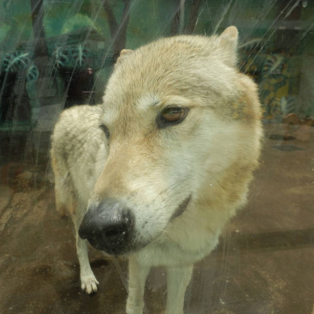 犬助